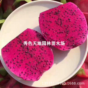 Easy to Grow Red Heart Seedlings, Dragon Fruit, Balcony Courtyard, All Year Round, North and South, Potted Fruit Seedlings, Planting Results