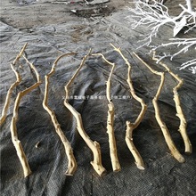 干树枝去皮本色龙骨杆树杆白树枝树干装饰干枝枯枝树杈杆壁挂