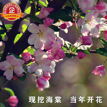 海棠树苗海棠海棠花盆栽西府垂丝北美红宝石庭院花卉植物绿化