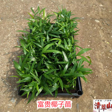 ���FҬ����Y�P���ؙ����҃������^�~���ܾGֲ�����՚�ͥԺ�L����