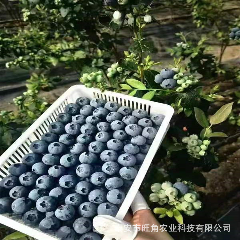早熟蓝莓苗1年2年3年蓝莓苗提供种植技术新品种蓝莓苗南方种植