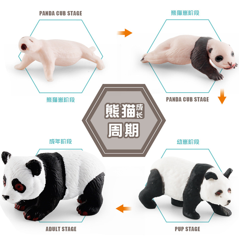 La simulación del ciclo de crecimiento de panda del Tesoro Nacional cognitivo de los niños animal gato oso proceso de crecimiento decoración estática modelo de juguete