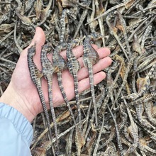 正品溯源码海马海味水产干货炖汤药煲汤泡酒材滋补养生膨腹海马