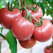 粉冠大番茄種子果蔬菜苗秧盆栽四季水果西紅柿子種籽孑沙粒老品種
