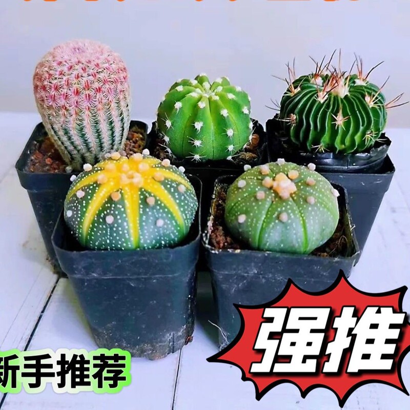 New Cactus Set with Red Sun Pumpkin for Beginners, Easy-To-Care Succulent Plant for Living Room Indoor Decoration