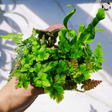 苔藓微景观水陆缸生态缸小植物网纹蕨类创意迷你植物造景材料