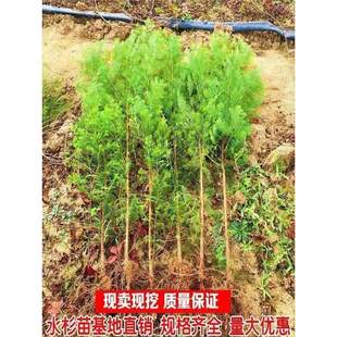 Metasequoia Saplings, Metasequoia Saplings, Spruce, Pool杉 Saplings, Waterfowl, Metasequoia Saplings, Courtyard Greening, Landscape Trees