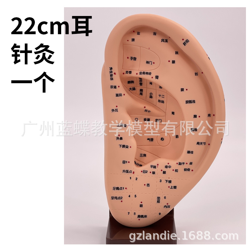 22CM ���Ͷ�ģ��/����Ħģ��/����������Ѩλ/��Ѩģ�Ͷ����е���