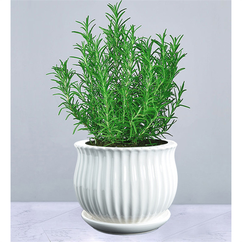 로즈마리 모종 1포트(연꽃 도자기 화분) + 영양액