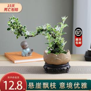 Styling Cliff June Snow Small Bonsai Potted Green Plants and Florals Old Stump Plants Indoor Desktop Study Room Easy to Maintain in All Seasons