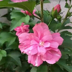 ľ�Ȼ������ذ�ľ�Ȱ����ǻ���ͥԺ�G�������L�����ʳ��ľ�Ș���