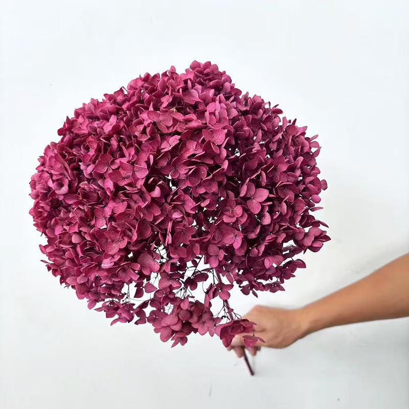 Yunnan Anna Hydrangea Flower Wholesale DIY Flower Preservation Flower Materiales de Regalo de Navidad