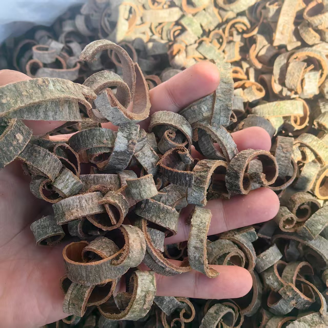 Magnolia Bark Hou Po 厚朴 Powder 500g Dried Herbal Powder for Decoction and Tea quality and texture