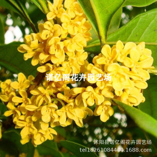 �𻨘����ش���¹���G������ͥԺ�e�������ļ���ֲ���ļ�����