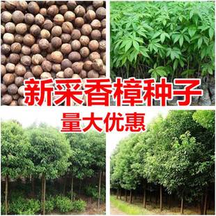 Large-Leaf and Small-Leaf Camphor Seeds, Newly Picked Camphor Seeds, Greening the Sidewalk, Camphor Tree Seeds, Four-Season Green Camphor Tree Seeds