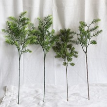 2024�¿�ɭϵ���滨���ϲ����m�ݾ������ȼ����R��ľ��c�廨�Gֲ