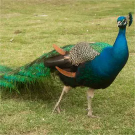 鲜/活禽类;特种珍禽;招财摆件