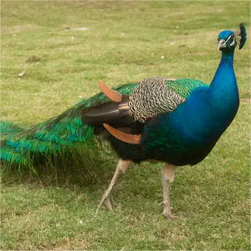 孔雀活体蓝孔雀苗价格脱温苗供应成年五年展览特种宠物观赏优质