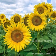 观赏向日葵种子卉植物盆栽种孑室内阳台庭院花籽矮生香草植物种子