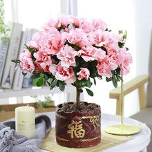 四季杜鹃花盆栽带花苞红杜鹃花树苗老桩长寿花卉室内客厅植物阳台