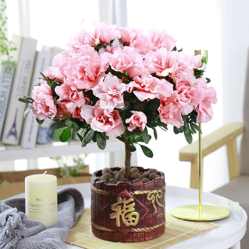 四季杜鹃花盆栽带花苞红杜鹃花树苗老桩长寿花卉室内客厅植物阳台