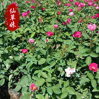 大花月季大苗 阳台月季花盆栽 浓香丰花粉色草坪绿化多色花卉小苗