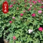 大花盆栽绿化多色月季花