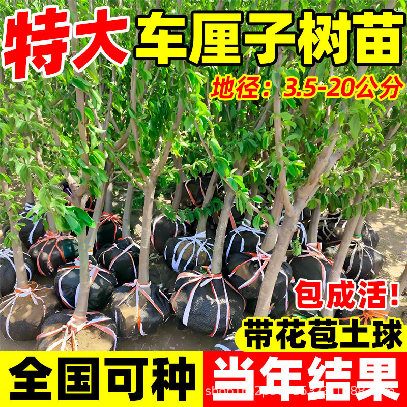 正宗车厘子树苗 南方盆栽北方庭院地栽 矮化黑珍珠嫁接苗带果发货