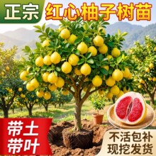 ���Ә����ϱ��Nֲ�t���������t���ֹ����������ͥԺ�����ͺ����B