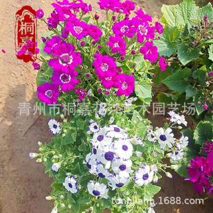 �󻨹��~�վջ�����������ľ�������l��ɫ���~���ﶬ�bGֲ��ľ