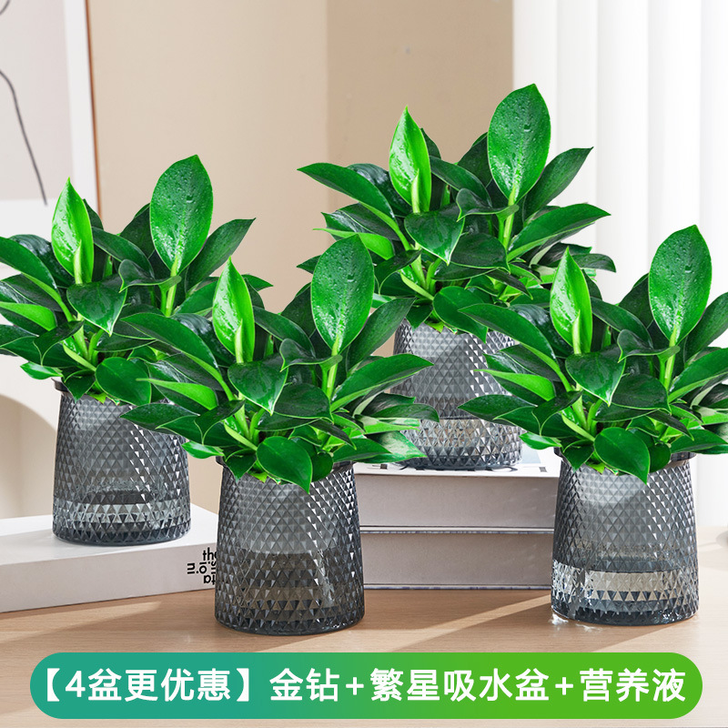 골드 다이아몬드 화분 25cm 4개 + 별 화분 + 영양액 [화분 4개 특가]