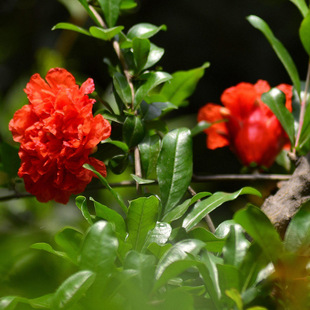 ���lʯ���� ��ʯ�� ĵ��ʯ�񹤳����������G������ʯ����Ʒ�N