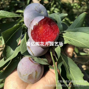 �ڌ�ʯ���Ә���޽������������������Ϸ�����ͥԺ���Ե��Թ���