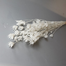 永生花白色八角花50克/束香薰蜡烛DIY材料包花束配花云南批发