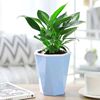 Green Princess Daye Golden Diamond Four Seasons Evergreen Plants indoor desktop green planting potted flowers