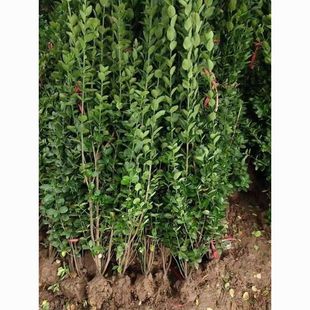 Hokkaido Boxwood Saplings Are Cold-Resistant, Evergreen Hedges, Greening Seedlings, Roadside Economic Plant Walls, Evergreen Courtyards in All Seasons