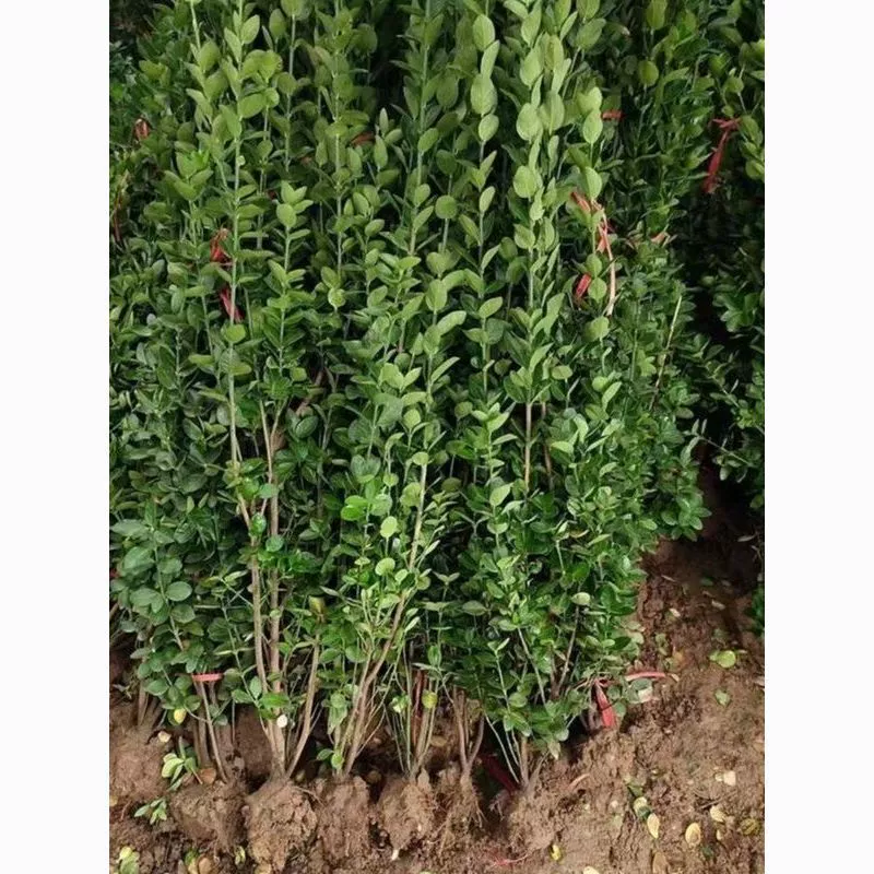 Саженцы самшита Хоккайдо — это морозостойкие вечнозеленые живые изгороди, зеленые саженцы, экономичные растительные стены, вечнозеленые дворы в любое время года.