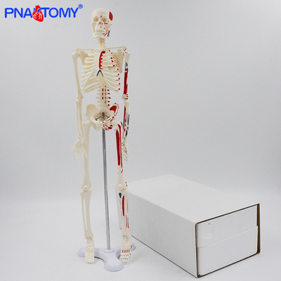 45cm colour human body Skeleton Model muscle Start stop point skeleton Four limbs activity teaching skull