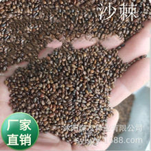 批发防沙灌木种籽沙棘树种子多年生野生沙棘果种子耐寒耐旱绿化