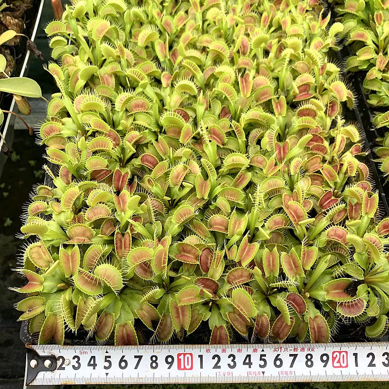 Репеллент от комаров растение микропейзаж в горшке студент научно-популярные зеленые растения мухоловка рассада оптом для небольших товарных киосков