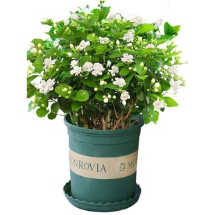 �������������Ԏ������d�ӻ���ֲ���҃Ⱥ��B�Gֲ�������ļ��_��