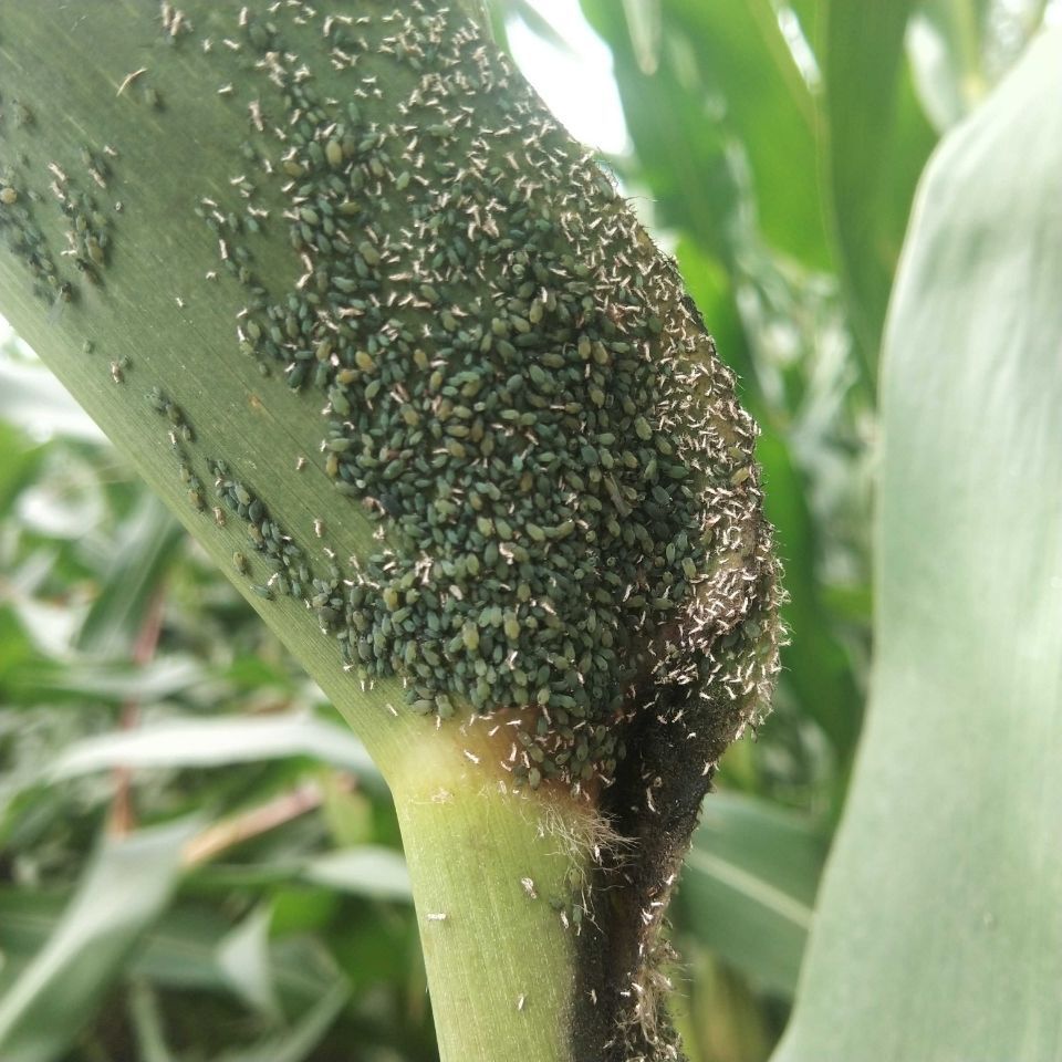 蚜虫科研虫 (7).jpg