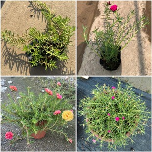 �r���������l̫ꖻ� �ذ��ɫ�R�X�{ �ļ��_��̫ꖻ���