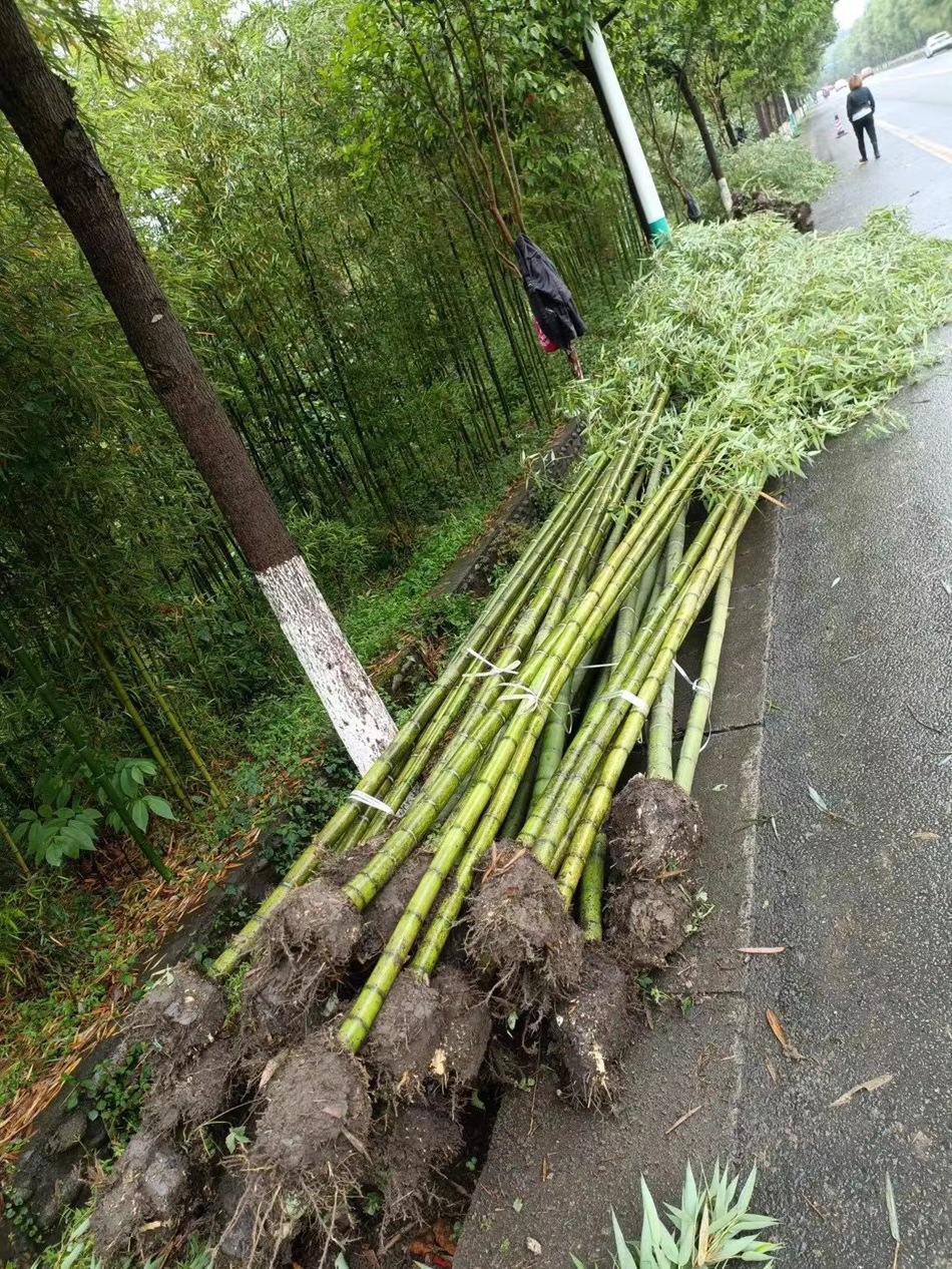 雷竹 雷公竹 四川绿化工程苗木竹类植物 庭院景观私家花园植物-阿里巴巴
