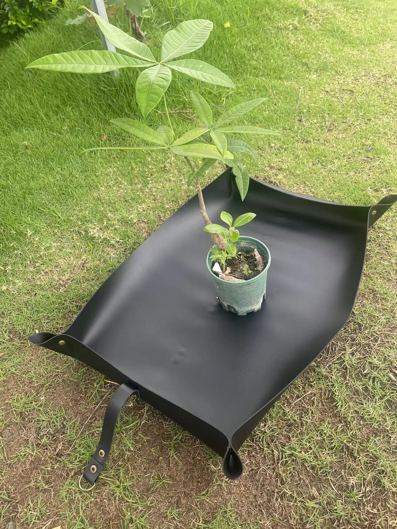 Jardín de acabado maceta de arroz de albaricoque cultivado bandeja de jardinería de plantación verde maceta de reemplazo maceta verde marrón negro