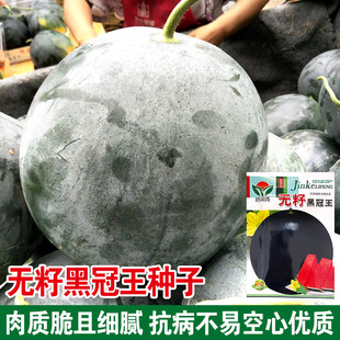 �o�Ѻڹ������ϷN�� ��Ƥ�t���߮a�o�����ϷN�� �S�����l���ϷN��