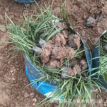 麦冬草耐寒草花批发 青州培育绿化苗 绿化工程用细叶麦冬草矮麦冬