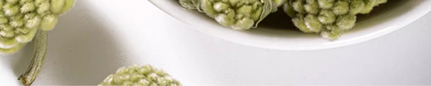 Lü Luo Hua Green Radish Flower Tea 250g Dried Scindapsus Flower Buds for Calming Herbal Infusions in use