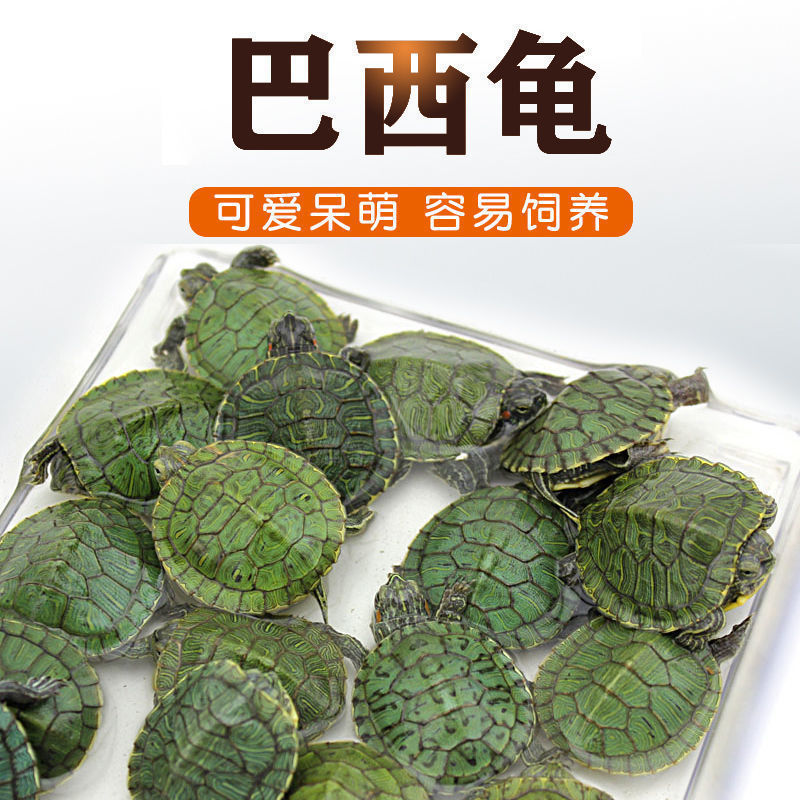 Red-eared Living creatures wholesale Equipped with turtle jar]Size lovers Tortoise Pet turtle Watch Tortoise