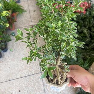 June Snow Golden Edge Old Pile Indoor Flower Plant Potted Seedlings Living Room Easy to Maintain Office Desktop Green Plant Bonsai Seedlings